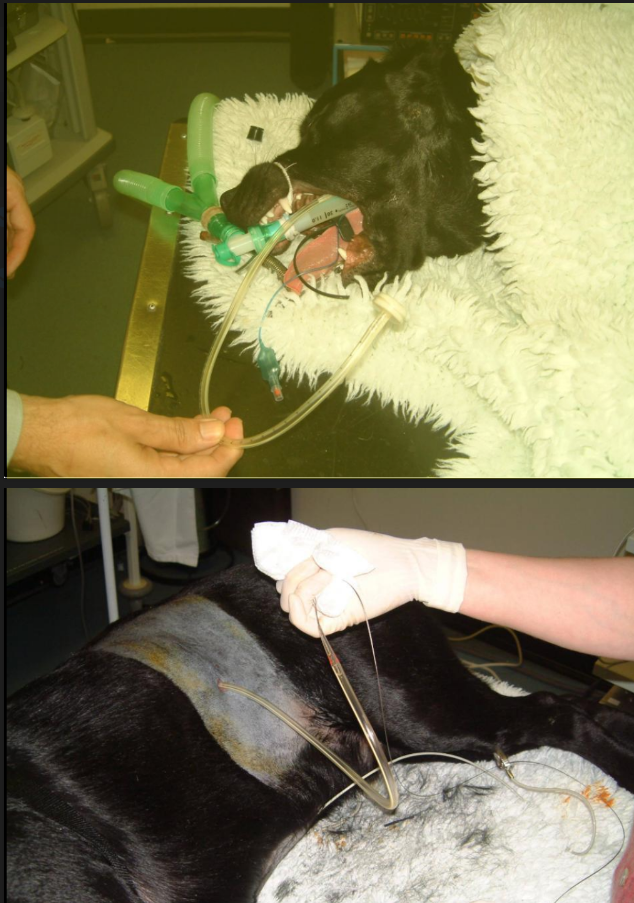 <ul><li><p>Find fundus </p></li><li><p>Hypodermic needle pushed through skin </p></li><li><p>Wire / suture material placed through, pulled on by forceps through mouth (endoscope guided) </p></li><li><p><em>endoscope confirmation of placement </em></p></li></ul><p></p>