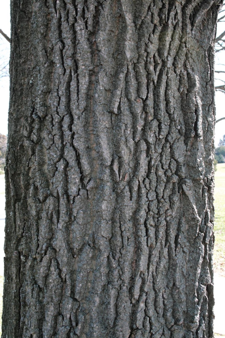 <p>thick, deeply furrowed ridges; chestnut-brown, pointed/conical, multiple terminal buds</p>