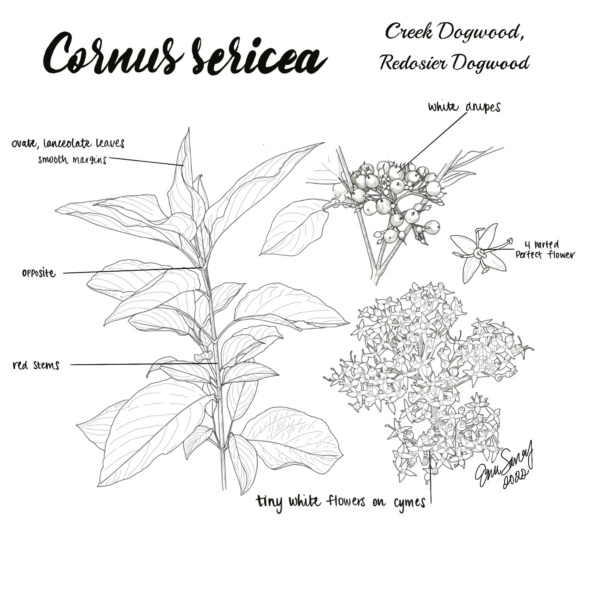 <p>Leaf - opposite, simple, ovate to oblong-lanceolate, acuminate, rounded at base, entire Twig - Bright red (yellow twig cultivar), raised white lenticels, white pith Fruit - white Habit - loose broad spreading, multi-stemmed, 7-9 feet tall by 10 feet wide, suckering</p>