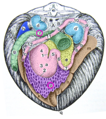 <p>the greater omentum (o) is attached to the ventral surface of the transverse colon (f); it is a landmark during exploratory surgery</p><p>The greater omentum is very small in the horse</p>