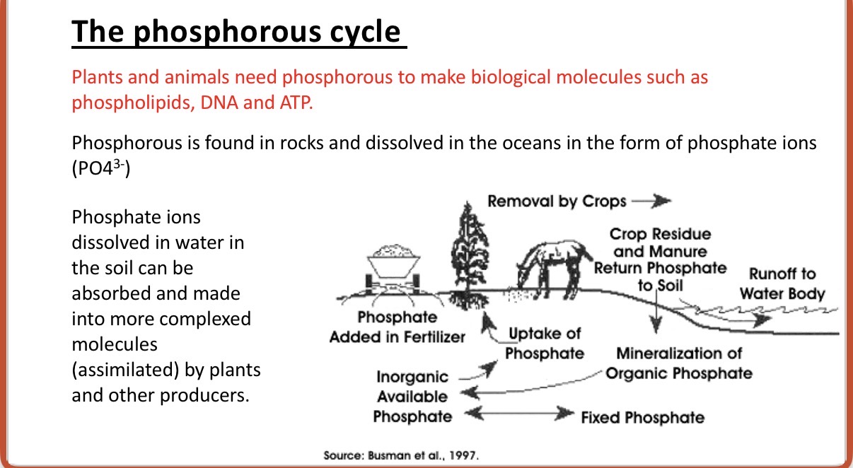<p><span><strong>The phosphorous cycle</strong></span></p><p><span>Plants and animals need phosphorous to make …1? molecules such as phospholipids, DNA and ATP.</span></p><p><span>Phosphorous is found in r…2? and dissolved in the oceans in the form of …3?(PO4* 3-)</span></p><p><span>Info: Phosphate ions dissolved in water in the soil can be absorbed and made into more complexed molecules (assimilated) by plants and other producers.</span></p>