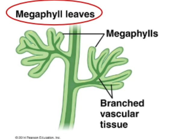 <p>-leaves with a highly branched vascular system </p><p>-greater photohynthetic productivity than microphylls </p><p>-almost all other vascular plants have megaphylls </p>