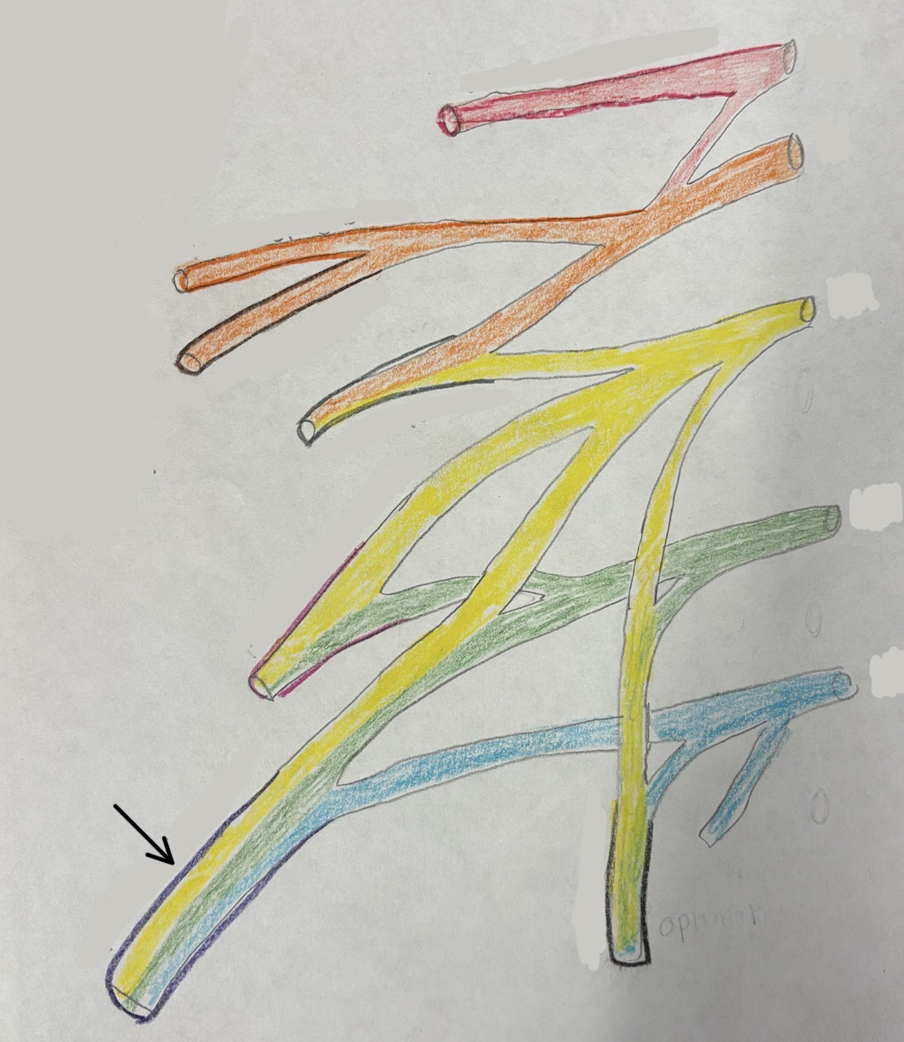 <p>what nerve is this?</p>