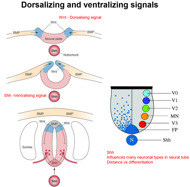 <p>Opposing morphogen gradients regionalise the neural tube:</p><ul><li><p>SHH from the notochord (beneath neural tube) and floor plate specifics ventral (bottom) neural-tube identities, including motor-neuron types. Cells closest to notochord have highest SHH concentration while further away get less. SHH has centralizing gradient. </p></li><li><p>BMP from the roof plate (dorsal) specifies Dorsal neural-tube identity and neural-crest cells. BMP from dorsal side of has an opposing derailing gradient. Cells closest to roof plate have highest BMP concentration. BMP has dorsalizing gradient. </p></li></ul><p></p><p>Together, these opposing gradients provide each cell with <strong>positional information</strong>, allowing it to determine where it is within the neural tube.</p>