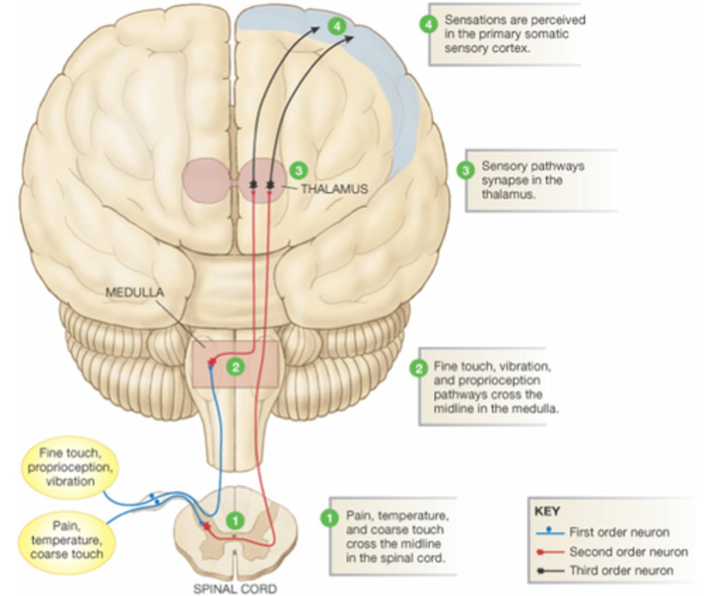 <p>Spinal cord → thalamus</p>