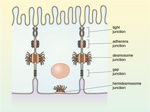 <p>Cell junctions</p>