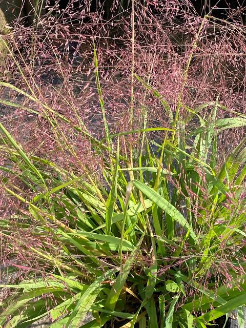 <p>pretty, short grass, form tumbleweeds, big puffball, <em>early-successional (pioneer)</em></p>