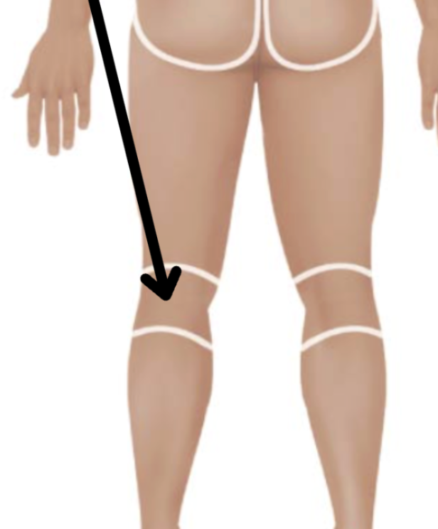 <p>Medical term, region, anteiror/posterior?</p>