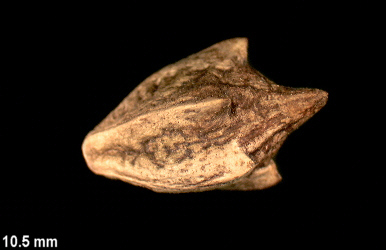 <p>Identify the seed</p>