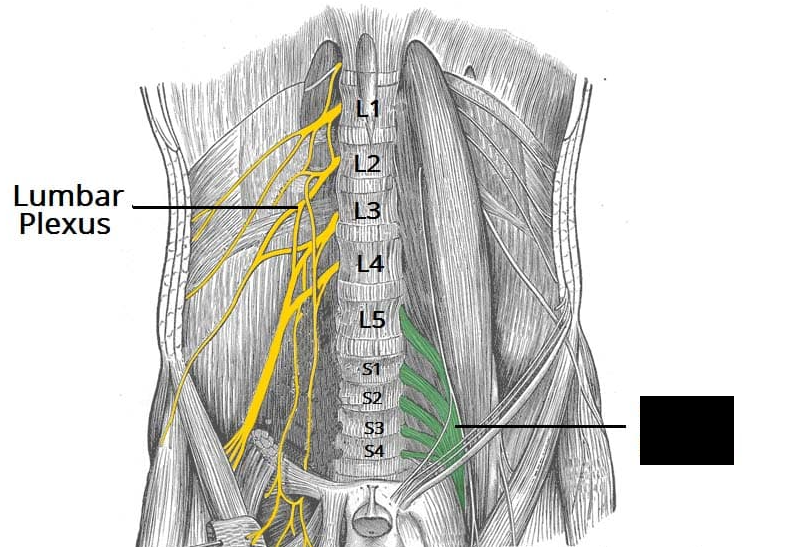 <p><br><span>Consists of the ventral rami from spinal nerves L4-S4. It provides motor and sensory function to the pelvis, perineum, buttocks, thighs, and feet.</span></p>