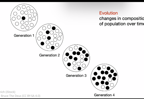 <p>Belangrijke ideeën:</p><ul><li><p>sommige ontwikkelingsmechanismen produceren <strong>gemiddeld adaptievere uitkomsten</strong></p></li><li><p>deze worden <strong>vaker doorgegeven</strong></p></li><li><p>daardoor nemen ze toe in de populatie</p></li></ul><p><span data-name="arrow_right" data-type="emoji">➡</span> Evolutie organiseert dus <strong>ontwikkeling</strong>.</p><p></p>