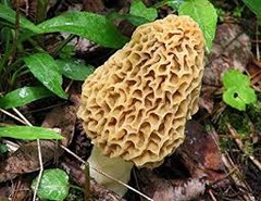 <p>It has pits + ridges.</p>