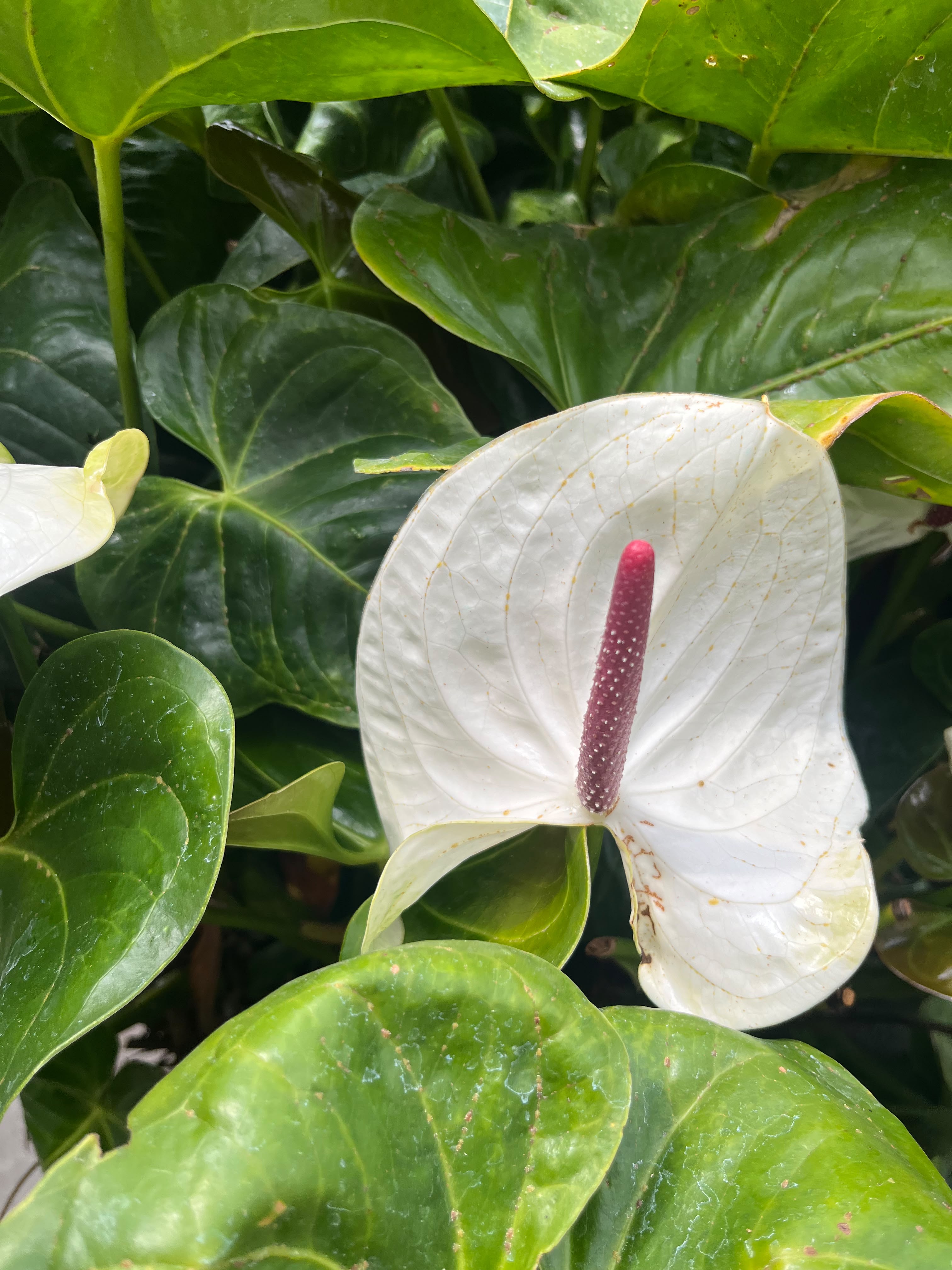 <p>Anthurium </p>