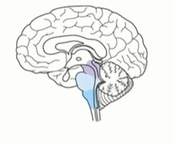 <p>midbrain</p>