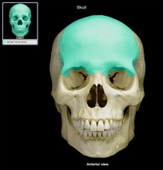 <p>Category: Cranial Bones</p><p>Features:</p><ul><li><p>supraorbital foraman</p></li></ul><p></p>