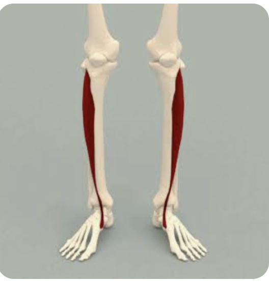 <p>O: Lateral condyle of the tibia; lateral aspect of the tibia; interosseous membrane of the leg</p><p>I: Base of the first metatarsal; medial cuneiform bone</p><p>A: Dorsiflexion of the foot; inversion of the foot</p><p>N: Deep peroneal nerve</p>