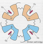 <p>oxygen</p>