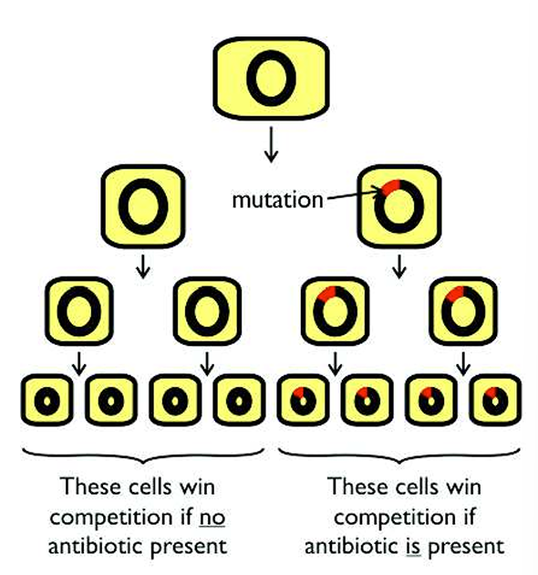 <p>It is the process of bacteria reproducing by binary fission which passes on their antibiotic resistant gene to all of its offspring, forming a new strain of bacteria. </p><p>If there is no antibiotic present this mutated strain may well die out due to competition with all the other bacteria, and the mutation will be lost again. <br>However, if the person is taking antibiotics, then the antibiotic will be present in the bacteria’s environment, the mutated cells are now at a selective advantage; the antibiotic kills all the normal bacterial cells, leaving only the mutated cells alive. These cells can then reproduce rapidly without competition and will colonise the whole environment. </p>