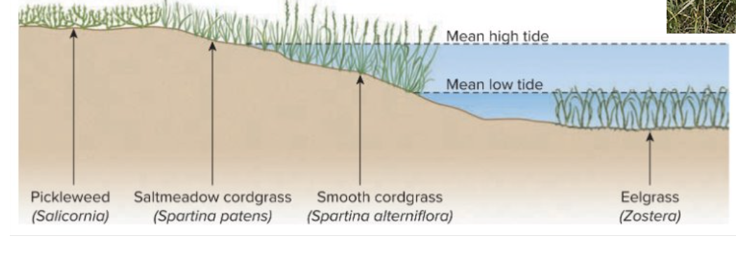<p>As go up intertidal transitions from always needs to be submerged → tolerate both → never submerged; smooth cordgrass needs most water, can exchange the type of gas exchange based on which parts submerged or no</p>