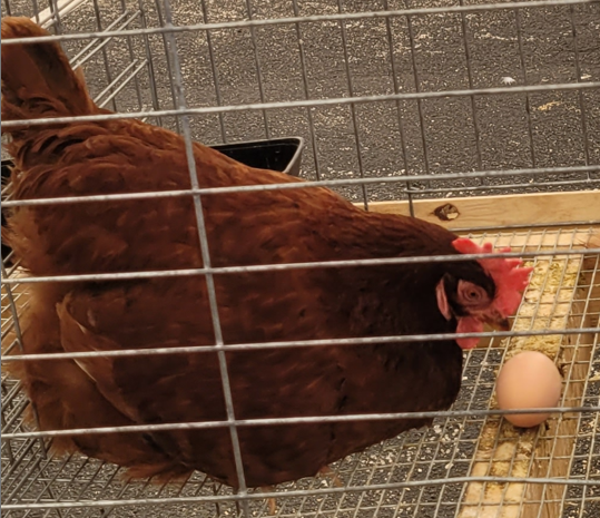 <p>What type of hen is this?</p>