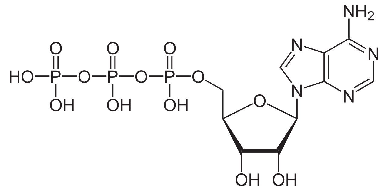 <p><em>Adenosine Triphosphate </em></p>