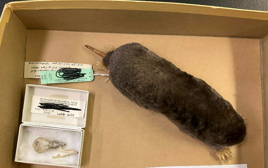 <p>Name, habitat, range</p><p>-nearly naked tail </p>
