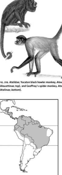 <p>Infraclass Eutheria</p><p>Order Primates</p><p>Suborder Haplorrhini</p><p></p>