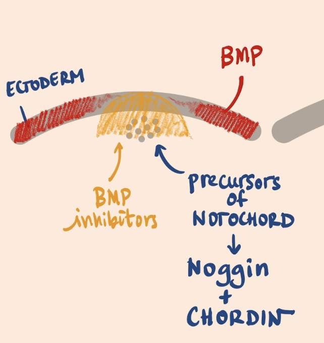 <p>Noggin + Chordin, BMP pathway inhibitors </p>