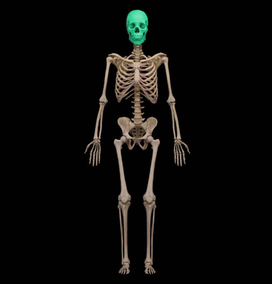 <p>череп</p>