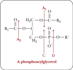<p>Liberation of Fatty Acids from Triacylglycerols</p>