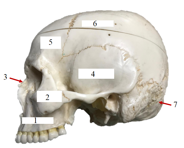 <ol><li><p>What view is this bone in?</p></li><li><p>Name terms 1-7.</p></li></ol><p></p>