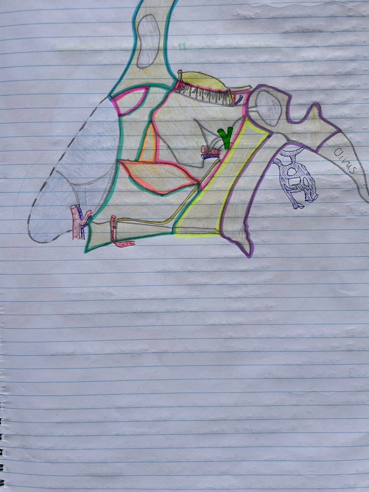 <p><span>hátulsó orr idegek (→n. nasalis posterior -superior, -medialis, -lateralis→orrkagylók, orr nyálkahártya)</span></p>