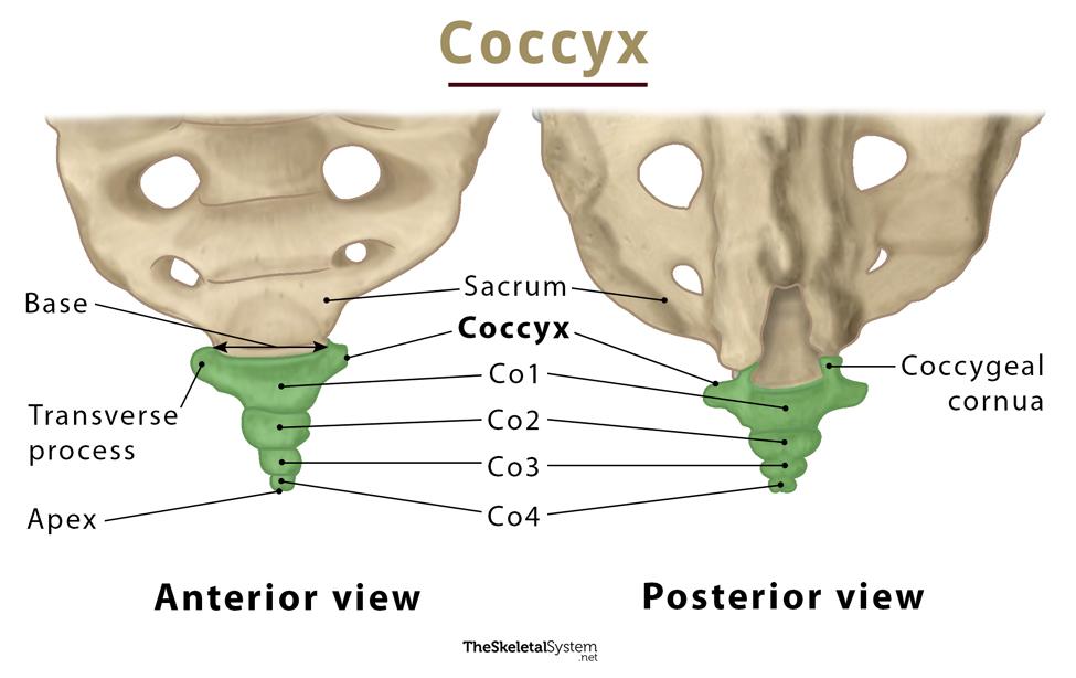 <p>The coccyx</p>