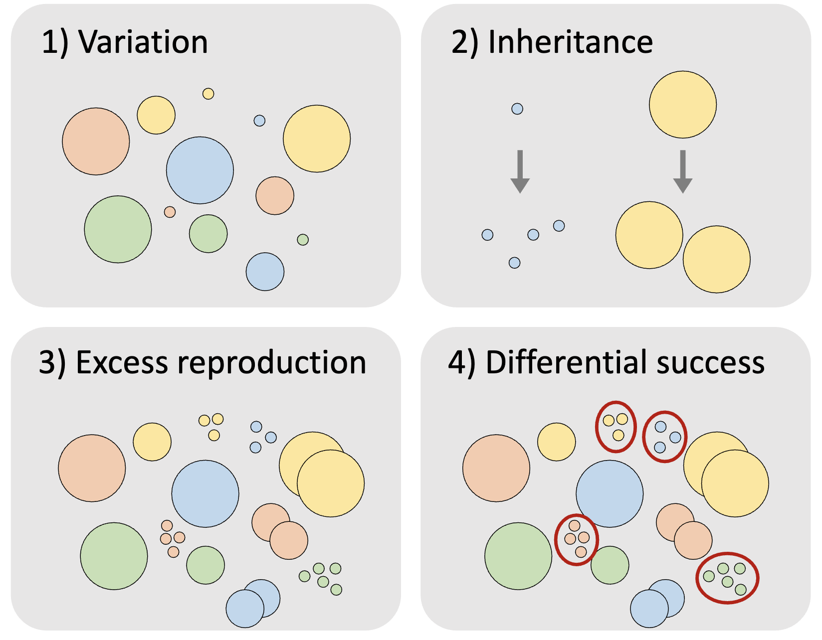 <ol><li><p>Variation: individuals in a population are variable </p></li><li><p>Inheritance: some of this variation are passed on to offspring </p></li><li><p>excess reproduction: not all individuals produce the same number of offspring </p></li><li><p>Differential success: individuals with certain heritable traits produce the most offspring </p></li></ol><p></p>