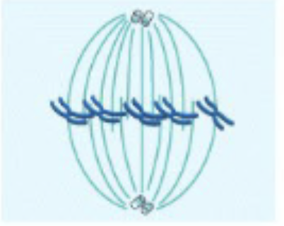 <ul><li><p>Starts with chromosomes aligned at spindle equator in a plane (metaphase plate)</p></li><li><p>One chromatid attached by its kinetochore to spindle fiber from one pole, other from opposite pole</p></li></ul><p></p>