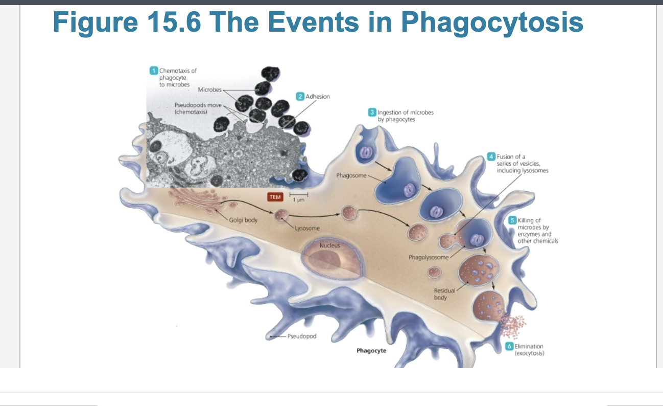 <p> Steps of phagocytosis </p>