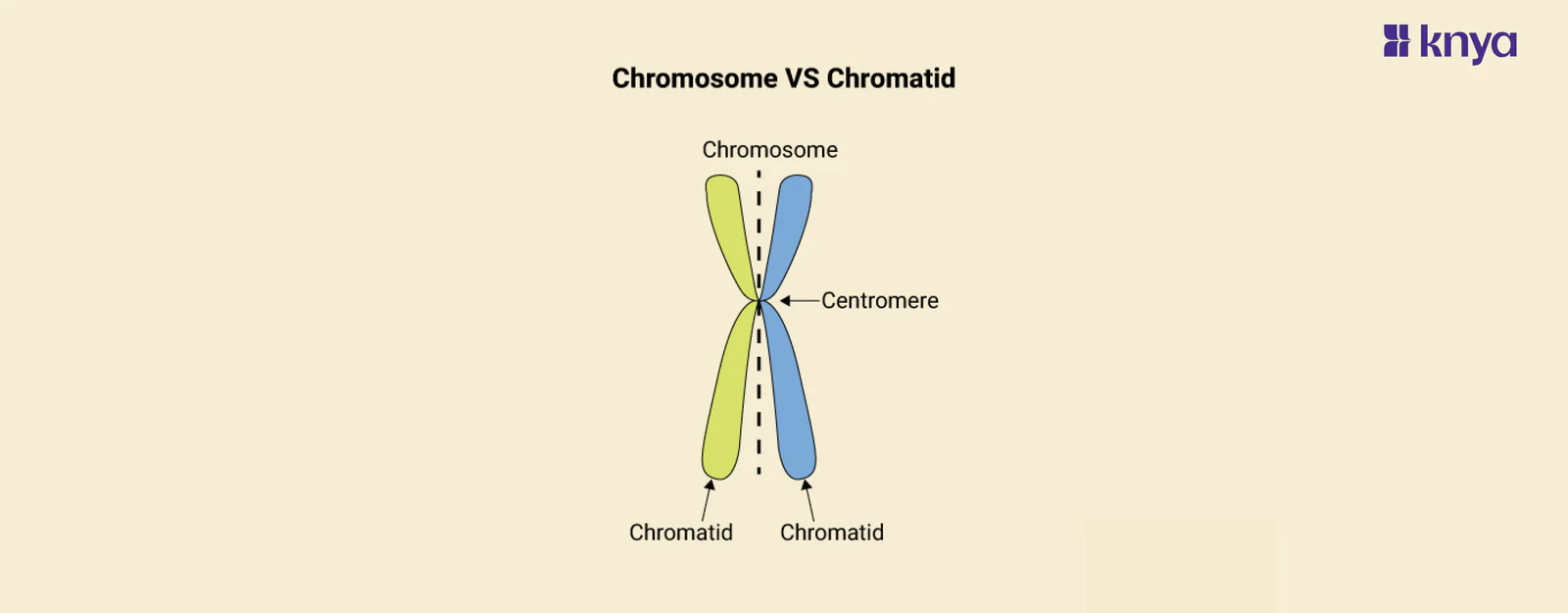 <p>One half of a duplicated chromosome.</p>