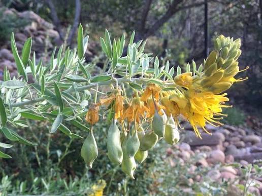 <p>Bladderpod / Cleomella arborea</p>