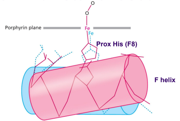 <p>The shift from T to R breaks the salt bridges that hold BPG in place</p><ul><li><p>happens in lungs</p></li><li><p>space in central cavity decreases</p></li></ul><p></p>