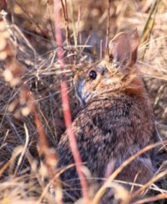 <p>New England cottontail </p>