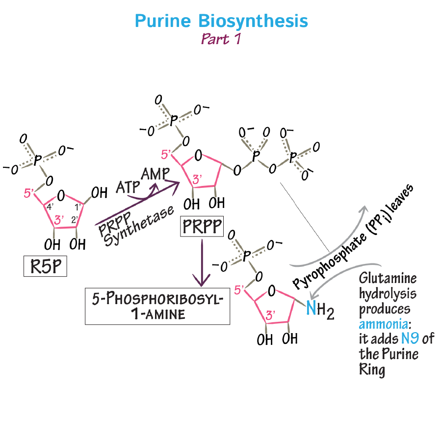 <p>In the form of Phosphoribosyl Pyrophosphate (PRPP)</p>