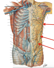 <p>Identify the structure</p>