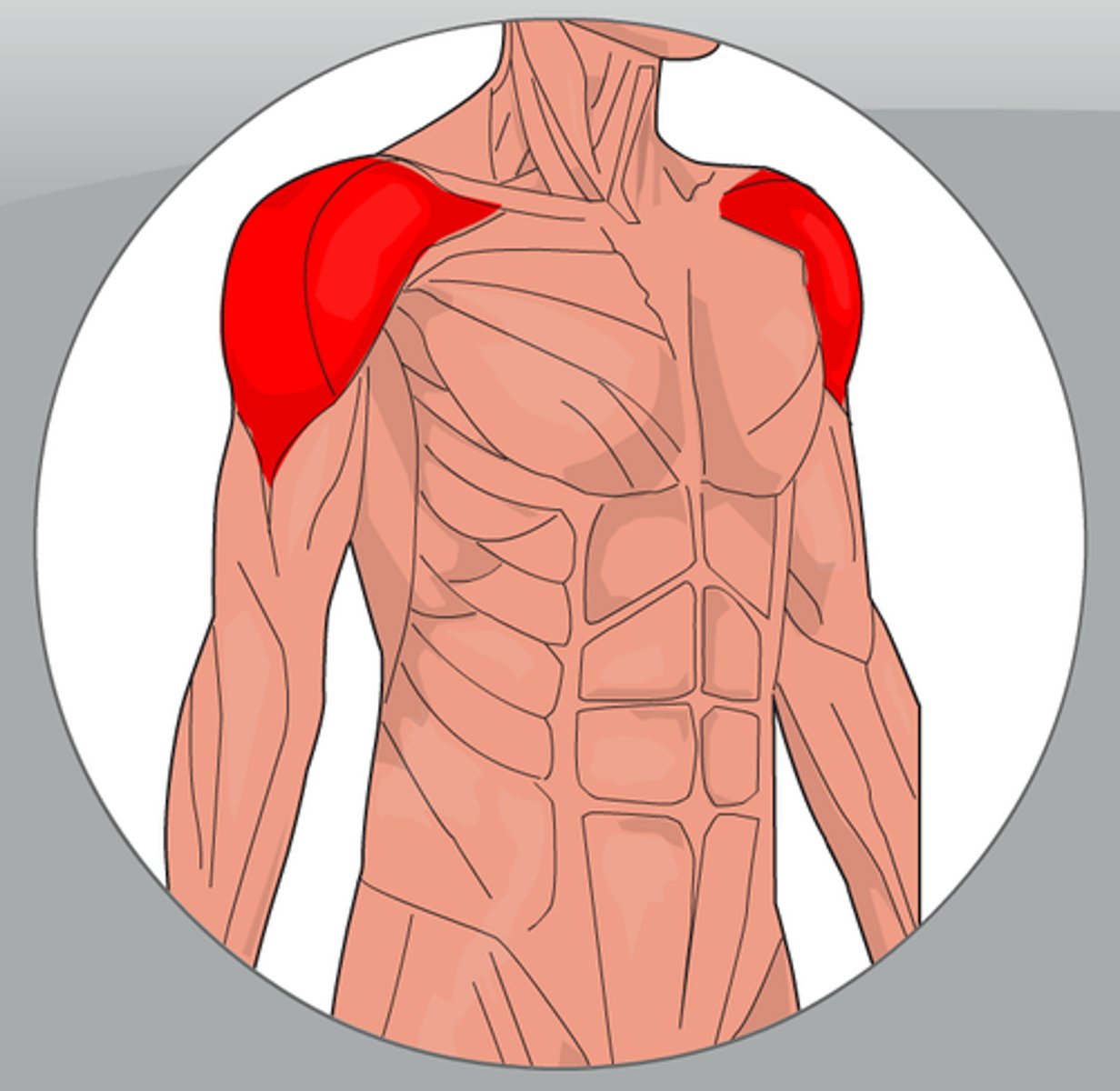 <p>origin: clavicle, acromion and scapular spine</p><p>insertion: humerus</p><p>action: abducts arm</p>