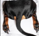 <p>Long, flat tail, short-hair speed and agillity dogs</p>