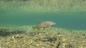 <p><span>strategy where fish face upstream to catch prey items carried by the current</span></p><ul><li><p>interspecific and intraspecific competition</p></li><li><p>aggression use to maintain position in water </p></li></ul><p></p>