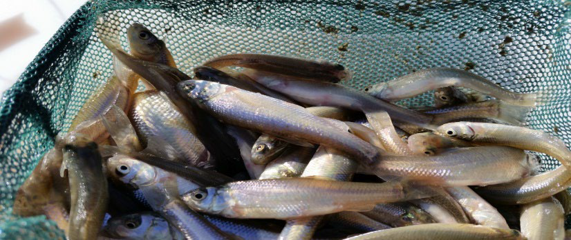 <p>What is arkansas the leader producer of and recieves 48.1 million in revenue for it</p>