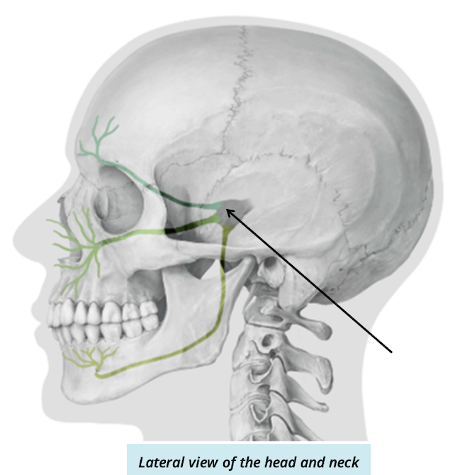 <p>Identify + describe the nerve </p>