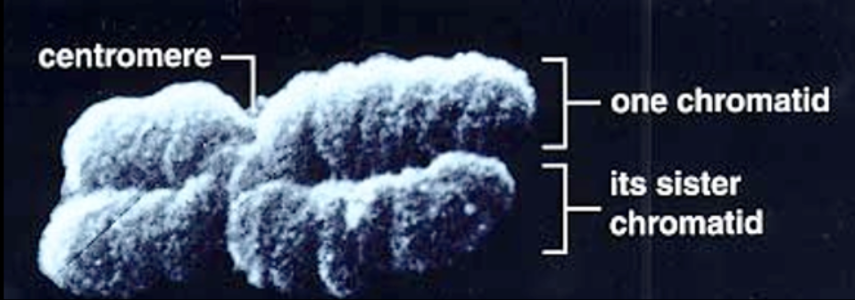 <p>constricted region that joins the two sister chromatids</p>