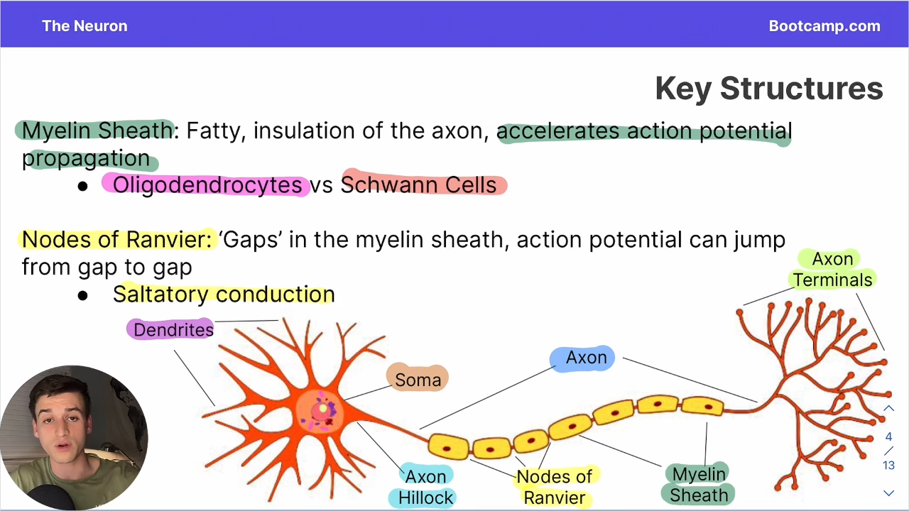 <p>create the myelin sheath in the CNS </p>