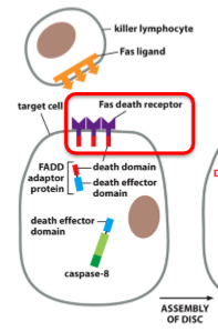 <ul><li><p>Single transmembrane domains; form homotrimers</p></li><li><p>Extracellular ligand binding domain</p></li><li><p>Intracellular death domain</p></li></ul><p></p>